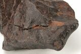 Chondrite Meteorite ( g) - Western Sahara Desert #208169-4